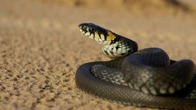 Beautiful grass snake on a beach