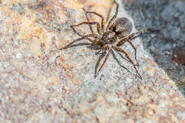 Spider sitting on the stone in north norway