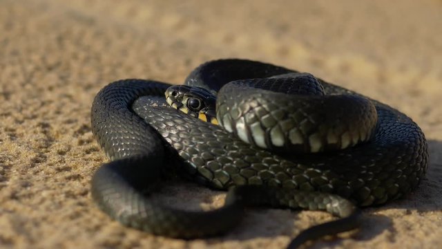 Beautiful grass snake on a beach
