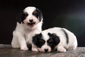 Two cute puppies
