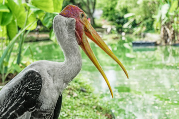 Image of Painted Stork Mycteria leucocephala on nature background. Wild Animals. Bird.