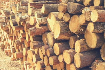 The felled logs of the trees in the sawmill are stacked.