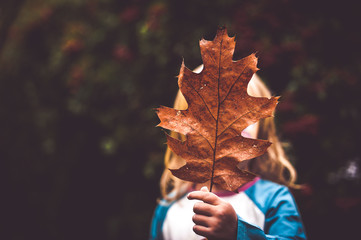 Child hiding her face behind a big oak leaf. Autumn concept.
