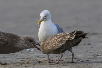 American herring gull or Smithsonian gull (Larus smithsonianus or Larus argentatus smithsonianus) adult feeding chicks with crab 