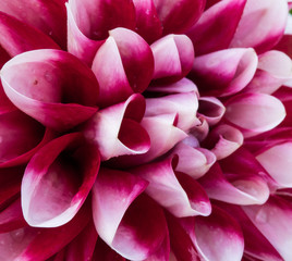 Red and white dahlia macro