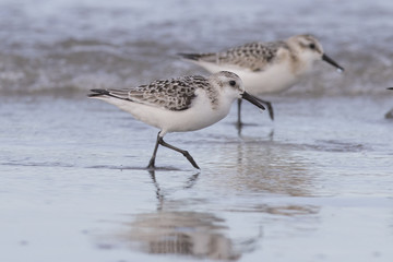 Sanderling in autumn 