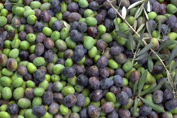 Olives.
