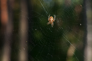 Garden spider on web.