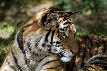 Sibirischer Tiger
