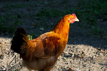 Chickens on traditional free range poultry farm