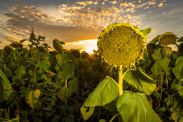 dying sunflower at sunset