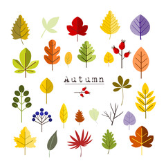 Fototapeta na wymiar Collection of Autumn leaves, vector elements