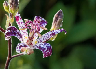 Toad Lily