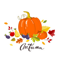 Autumn pumpkin, vector illustration