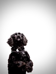 Cute dog against white backround begs for food