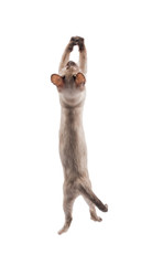 Tortie point Siamese kitten leaping up, trying to grab something in the air; on white