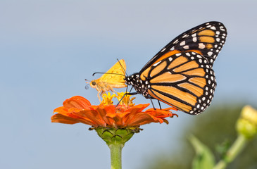 Fototapeta na wymiar Monarch butterfly on an orange zinnia flower, sharing it with a tiny Skipper butterfly, against blue sky background