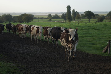 Fototapeta premium vaches, normandie, vert, prairie, pré, agriculture, ciel, bleu
