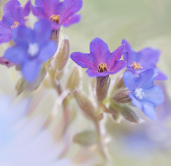 Kleine blaue Blüten mit weichem Hintergrund