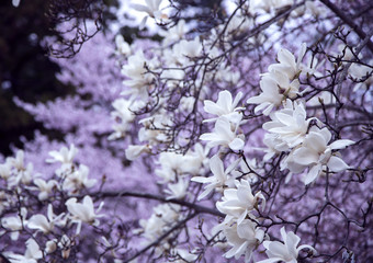 Branches of a blooming magnolia on a background a cherry blossom on the streets of Kyoto, Japan