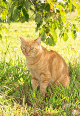 Ginger tabby cat sitting in the shade of a tree