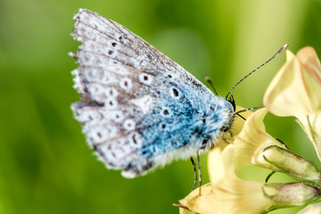 Blue butterfly sitting on yellow flower