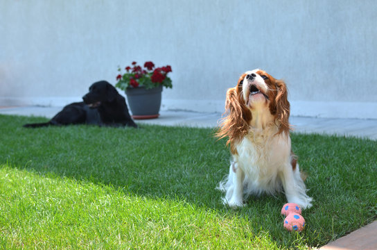 Lovely dog - Cavalier King Charles Spaniel - with its toy on a lawn and barking while another big black dog is lying behind 