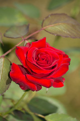 Deep red, velvety rose in summer garden