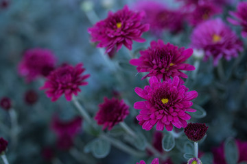 Chrysanthemums