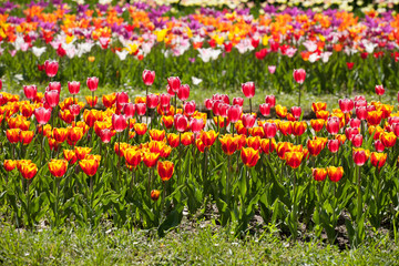 Fabulous tulip garden