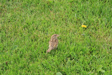 sparrow on the lawn