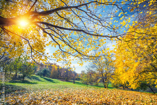 Sunny autumn landscape with golden trees and blue sky in Sunny autumn landscape with golden trees and blue sky in