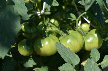 Green, unripe tomatoes on their stalk in a garden in summer