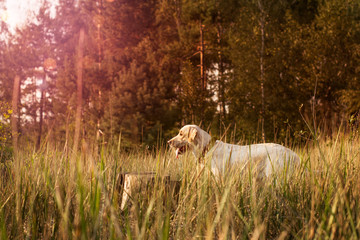 Dog in forest