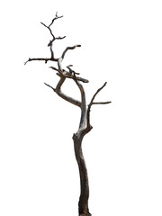 Fototapeta premium dry tree