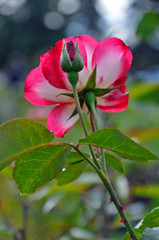 Pink and white rose and rosebud