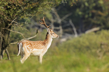 Close up of a Fallow deer, Dama Dama, in a green forest