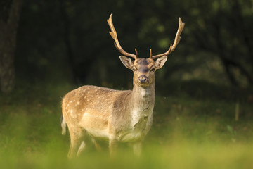 Close up of a Fallow deer, Dama Dama, in a green forest