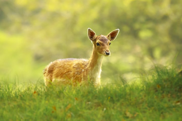 Fallow Deear fawn, walking in sunlight during sunrise