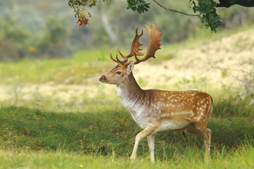 Big Fallow deer buck with large antlers walking in a forest