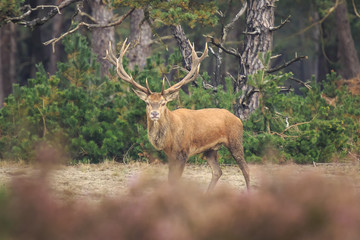 Red deer Cervus elaphus buck in moorland close up