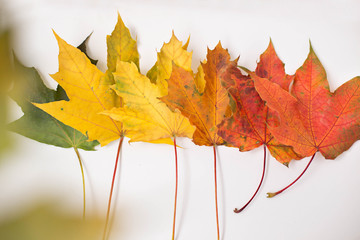 Row of colorful maple leaves on the white background. Autumn background.