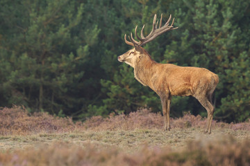Naklejka na ściany i meble Red deer Cervus elaphus buck in moorland close up
