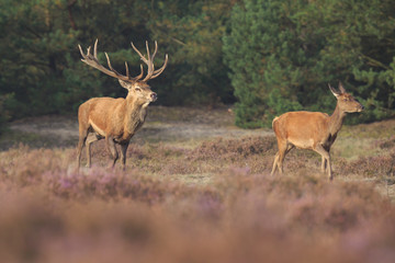 Red deer stag Cervus elaphus chasing female does.