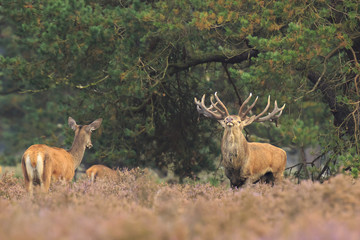 Red deer stag Cervus elaphus chasing female does.