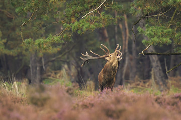 Red deer stag Cervus elaphus rutting in a forest during Autumn season