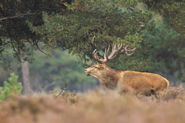Red deer Cervus elaphus buck in moorland close up