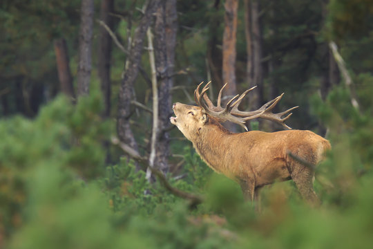 Red deer stag Cervus elaphus rutting in a forest during Autumn season
