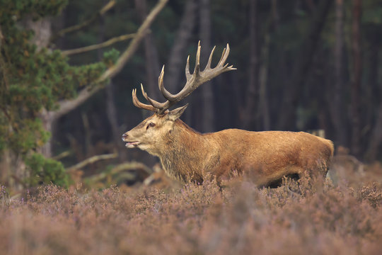 Red deer stag Cervus elaphus rutting in a forest during Autumn season