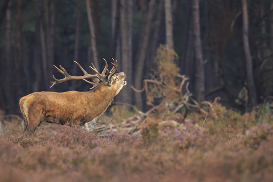 Red deer stag Cervus elaphus rutting in a forest during Autumn season